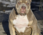 Собаки в Москве: Американский булли подрощеный щенок Мальчик, 100 000 руб. - фото 8