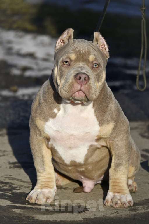 Собаки в Москве: Американский булли подрощеный щенок Мальчик, 100 000 руб. - фото 8