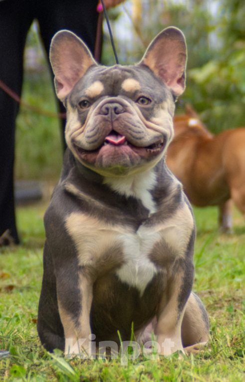 Собаки в Долгопрудном: Лилак Тан Король – Истинное Сокровище! Мальчик, Бесплатно - фото 2