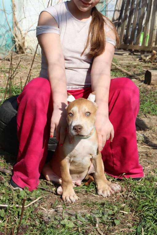 Собаки в Краснодаре: Щенки Американского питбуль терьера Мальчик, 80 000 руб. - фото 3