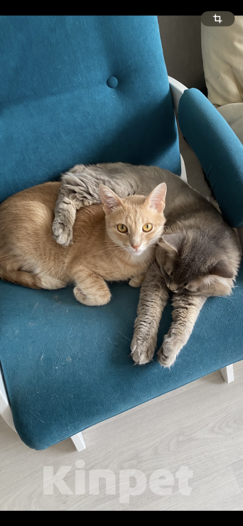 Кошки в Тольятти: Кот в добрые руки Мальчик, Бесплатно - фото 3