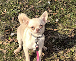 Собаки в Москве: Чихуахуа девочка Девочка, 35 000 руб. - фото 1