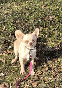 Чихуахуа девочка