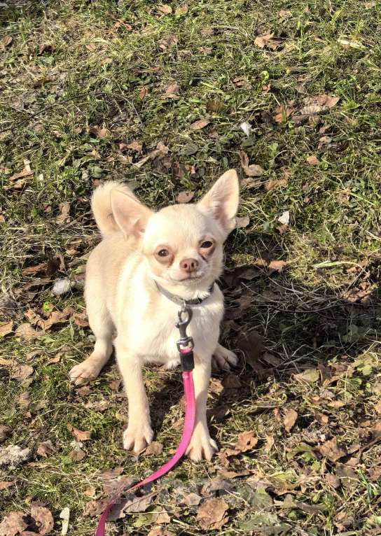 Собаки в Москве: Чихуахуа девочка Девочка, 35 000 руб. - фото 1