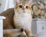 Кошки в Владивостоке: Британский котёнок. Золотая девочка Девочка, 60 000 руб. - фото 5