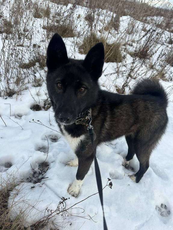 Собаки в Раменском: Молодая и симпатичная Багира🐕‍🦺  Девочка, Бесплатно - фото 3