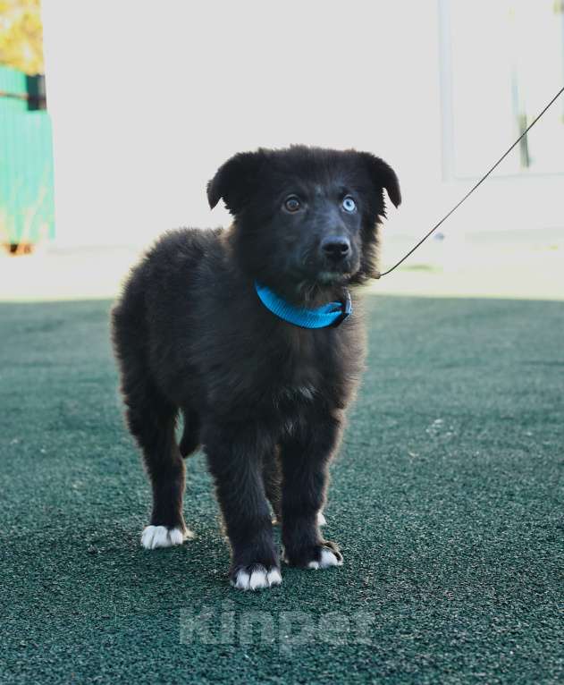Собаки в Москве: Щенок бесплатно в Москве Мальчик, Бесплатно - фото 5