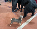 Собаки в Москве: Продаются щенки чихуахуа лилового окраса Мальчик, 35 000 руб. - фото 6