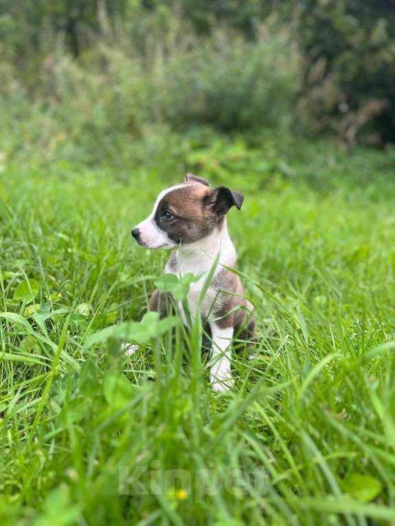Собаки в Красногорске: Девочка Варежка 1,5 месяца мечтает стать домашней  Девочка, Бесплатно - фото 3