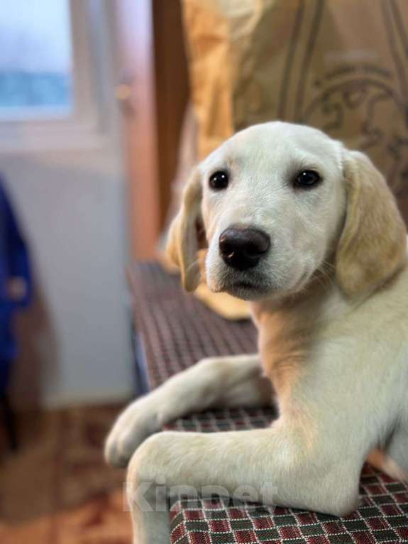 Собаки в Москве: Милейшая девочка хочет домой Девочка, Бесплатно - фото 9