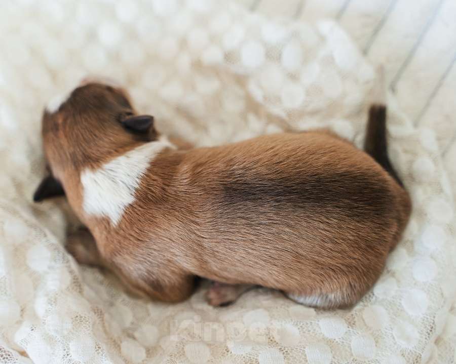 Собаки в Москве: Девочка (сука) с документами РКФ соболь триколор Девочка, 130 000 руб. - фото 1