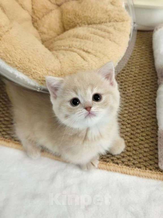 Кошки в Тимашевске: Отдам котёнка в добрые руки Девочка, Бесплатно - фото 1