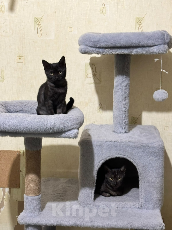 Кошки в Долгопрудном: Ищем добрые ручки для котиков из приюта Разнополые, Бесплатно - фото 9