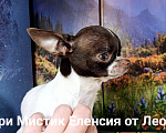 Собаки в Санкт-Петербурге: Еленсия вес 1,5 кг, нежная крошка чихуахуа Девочка, 100 000 руб. - фото 5