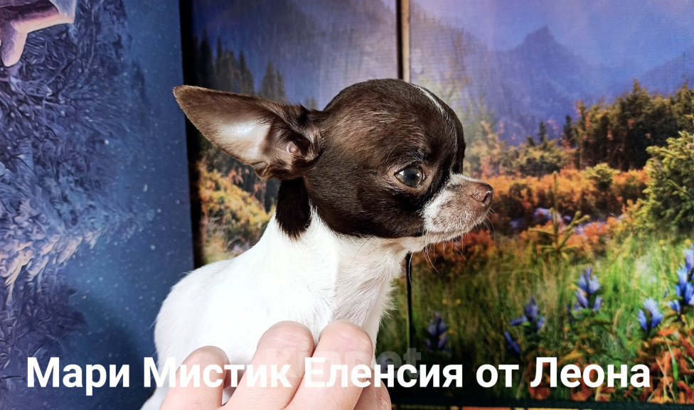 Собаки в Санкт-Петербурге: Еленсия вес 1,5 кг, нежная крошка чихуахуа Девочка, 100 000 руб. - фото 5