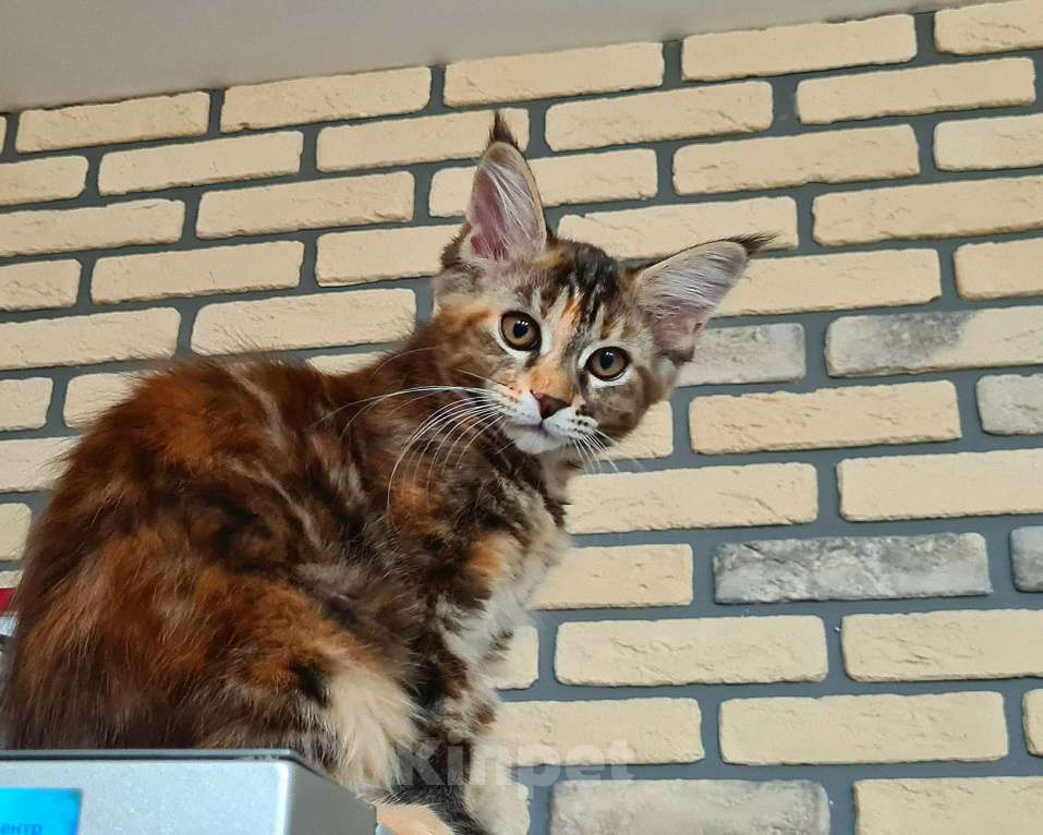 Кошки в Челябинске: Кошка Мейн-Кун  Девочка, 40 000 руб. - фото 3