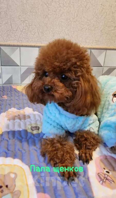 Собаки в Краснодаре: Мальтипу мальчик Мальчик, 80 000 руб. - фото 3