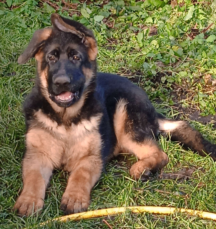 Собаки в Санкт-Петербурге: Щенок кобель, немецкая овчарка.  Мальчик, 60 000 руб. - фото 5