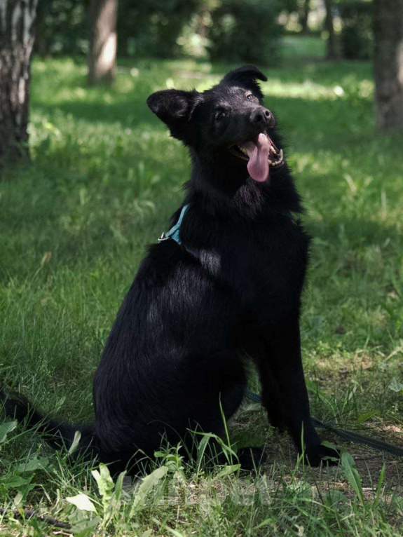 Собаки в Москве: Милый пушистый Коржик ищет семью Мальчик, Бесплатно - фото 2