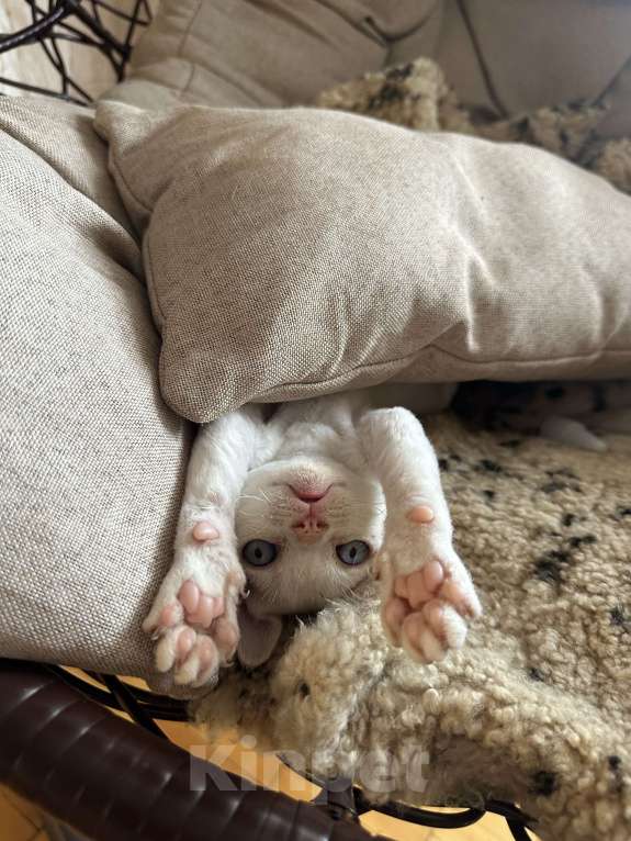 Кошки в Мурином: Dominic Мальчик, 65 000 руб. - фото 2