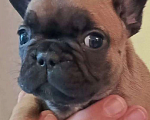 Собаки в Москве: Щенки французского бульдога Разнополые, 45 000 руб. - фото 2