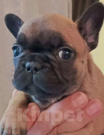 Собаки в Москве: Щенки французского бульдога Разнополые, 45 000 руб. - фото 2