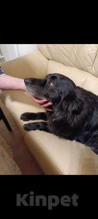 Собаки в Санкт-Петербурге: Отдам собачку бесплатно. Девочка, Бесплатно - фото 6