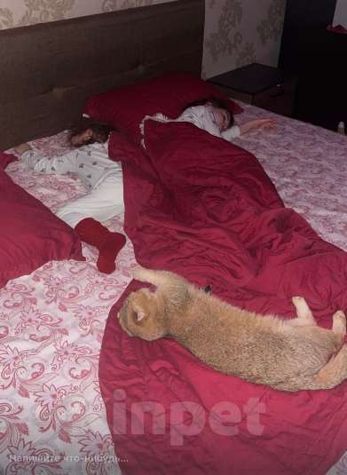 Кошки в Махачкале: потерялась кошка Девочка, 1 000 руб. - фото 10