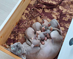 Кошки в Коломне: Котята Канадского сфинкса, 8 000 руб. - фото 4