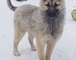 Собаки в Кемерово: Щенок в добрые руки Девочка, 100 руб. - фото 1