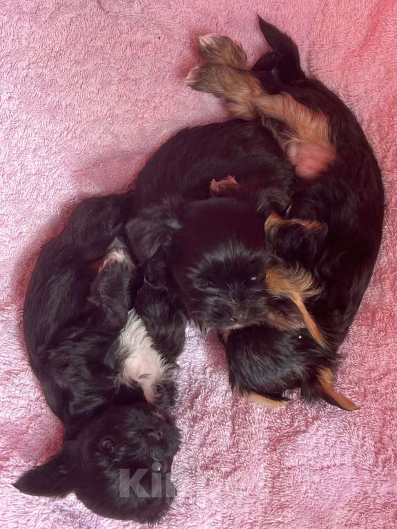 Собаки в Иркутске: Йорк Девочка, 25 000 руб. - фото 2