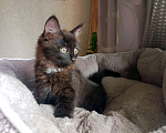 Кошки в Иркутске: Котята в добрые руки Мальчик, Бесплатно - фото 2