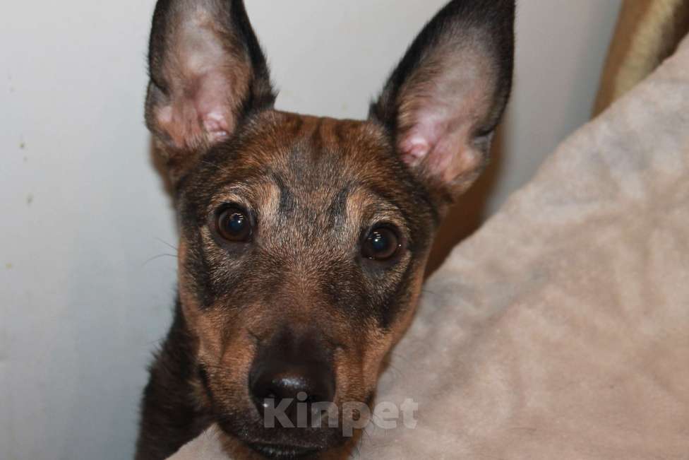 Собаки в Москве: Собака Мальчик, Бесплатно - фото 1