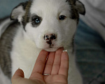 Собаки в Москве: Щенок с голубыми глазами в добрые руки Девочка, Бесплатно - фото 3