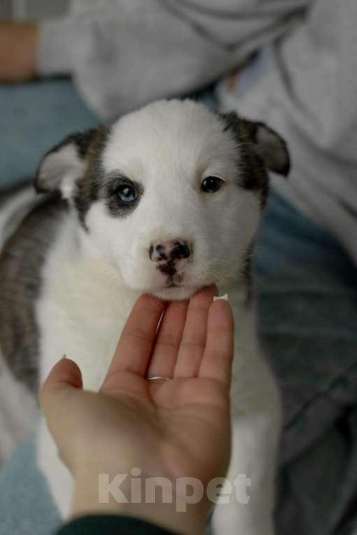 Собаки в Москве: Щенок с голубыми глазами в добрые руки Девочка, Бесплатно - фото 3