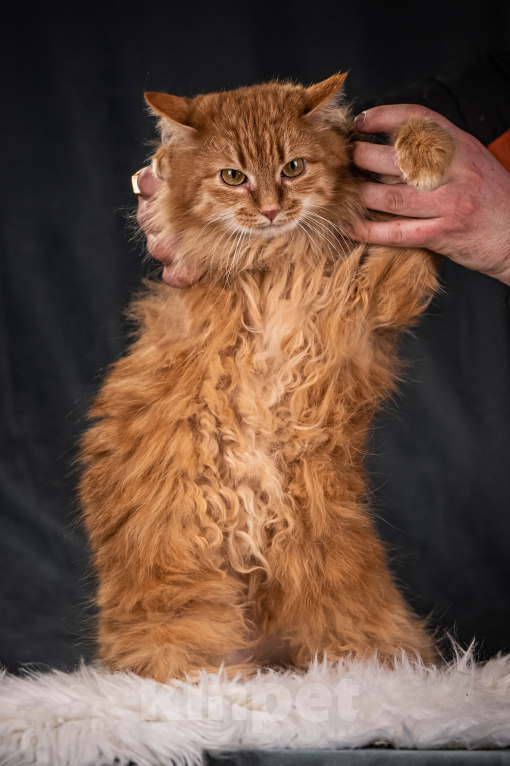 Кошки в Клине: Шуня — тихая кошечка Девочка, Бесплатно - фото 5