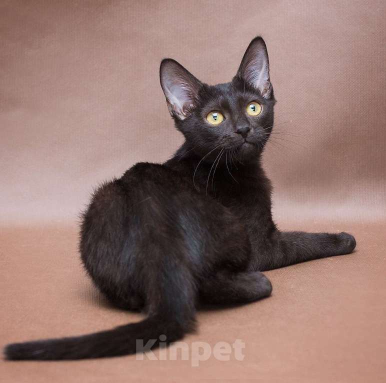 Кошки в Москве: Четырехмесячная чёрная малютка в поисках своей семьи 🤍 Девочка, Бесплатно - фото 4