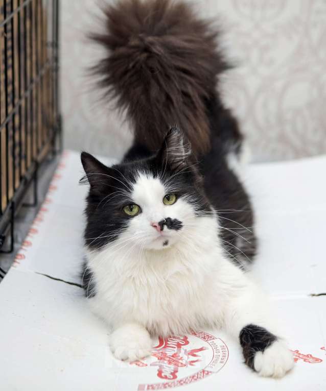 Кошки в Санкт-Петербурге: Обалденные красавцы братики Мальчик, 100 руб. - фото 4