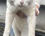 Кошки в Казани: Найдена белая кошка Девочка, Бесплатно - фото 4