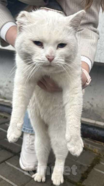 Кошки в Казани: Найдена белая кошка Девочка, Бесплатно - фото 4
