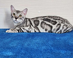 Кошки в Москве: Бенгальский серебряный мальчик Мальчик, 35 000 руб. - фото 5