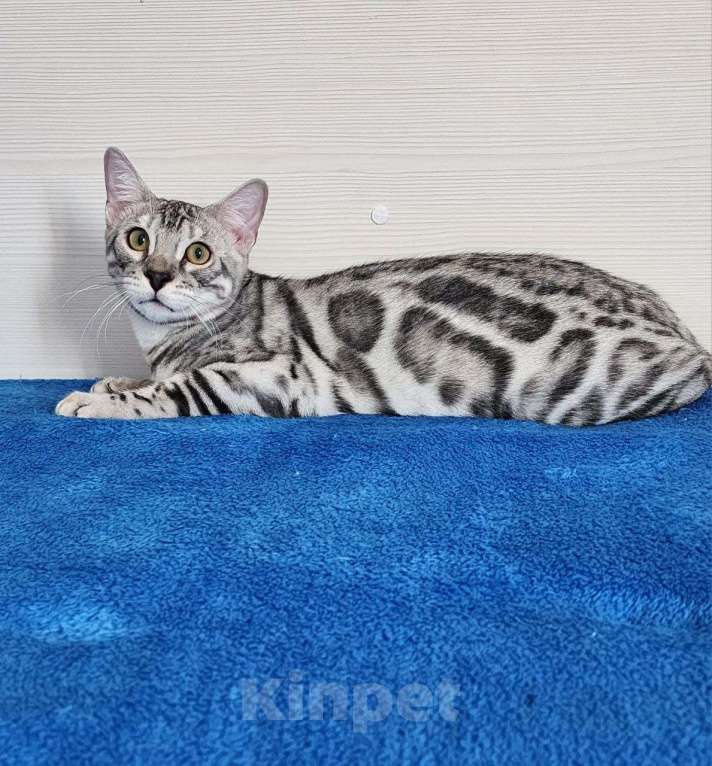 Кошки в Москве: Бенгальский серебряный мальчик Мальчик, 35 000 руб. - фото 5