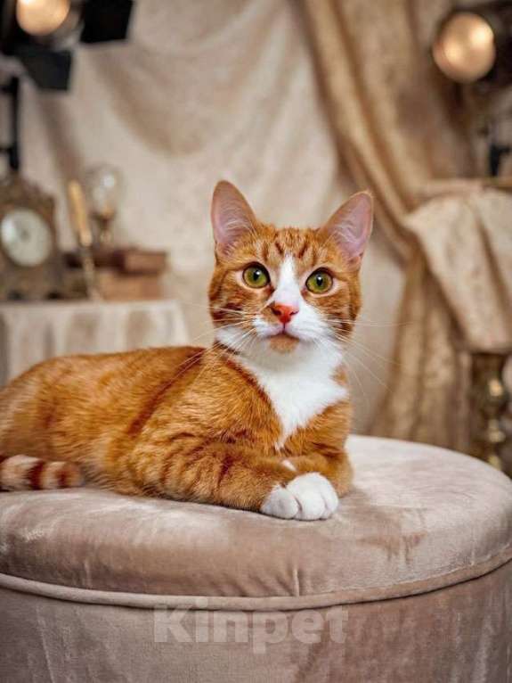 Кошки в Москве: Маленькая дачная сирота ищет дом и человека Девочка, 10 руб. - фото 9