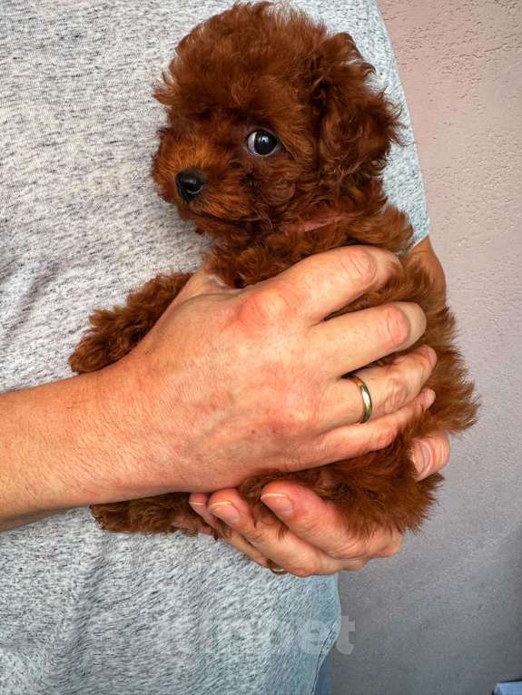 Собаки в Москве: Тикап тедди пудель Китай Девочка, 200 000 руб. - фото 4