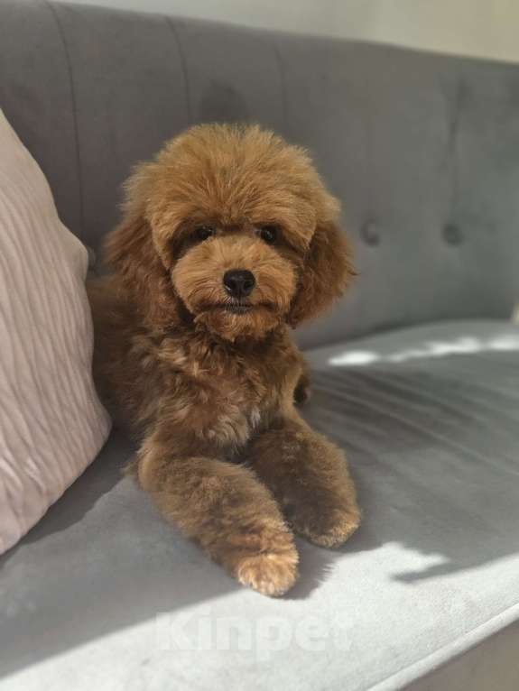 Собаки в других городах Московской области: Мальтипу девочка Девочка, 70 000 руб. - фото 2