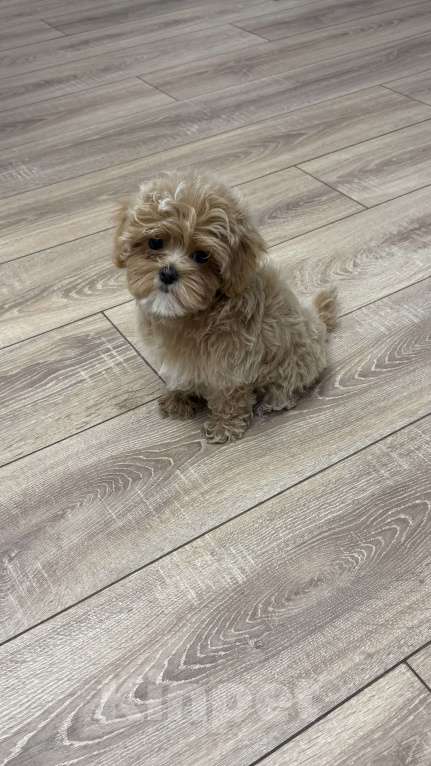 Собаки в Москве: Продам щенка Девочка, 145 000 руб. - фото 2