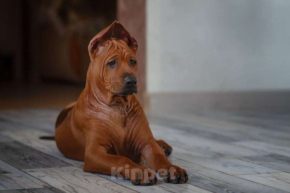 Собаки в Перми: Особенный щенок тайского риджбека Мальчик, 5 000 руб. - фото 1