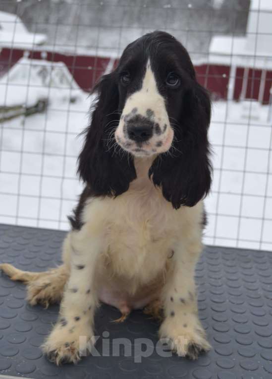 Собаки в Зеленограде: Английский кокер спаниель щенок Мальчик, 60 000 руб. - фото 2