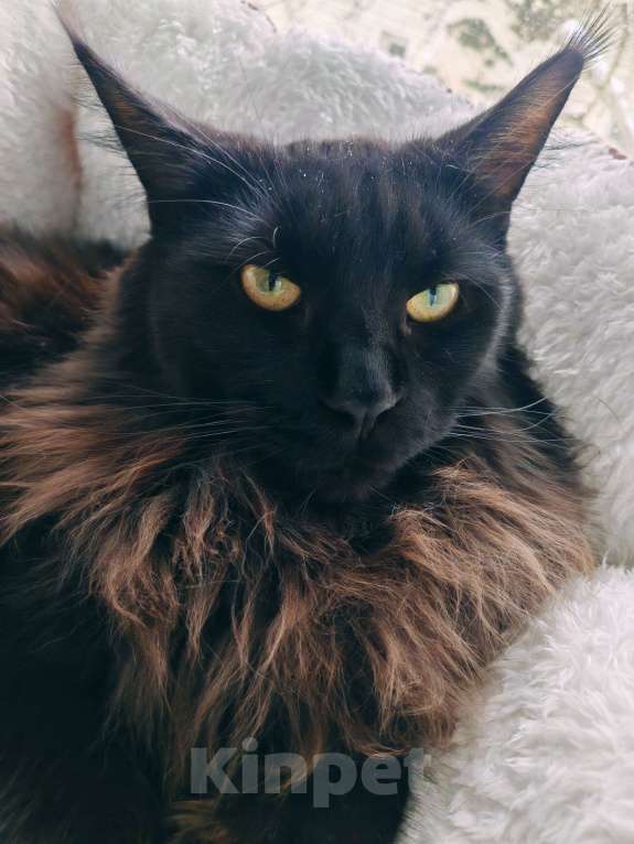 Кошки в Барнауле: Продам кота породы Мейн кун.  Мальчик, 70 000 руб. - фото 3