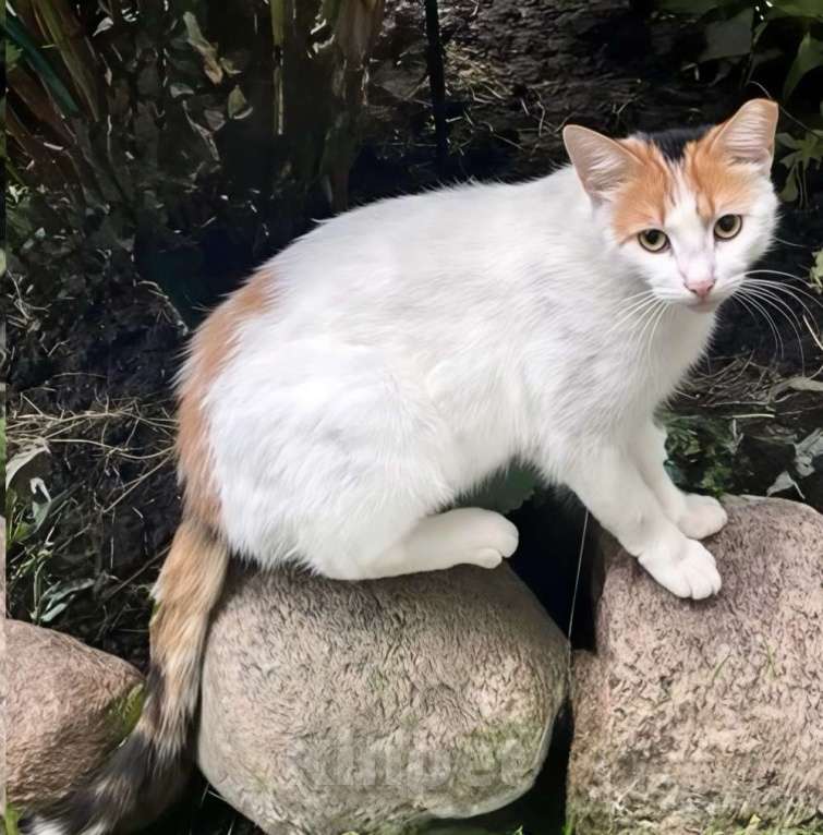 Кошки в Санкт-Петербурге: Кошечка ищет дом Девочка, Бесплатно - фото 1